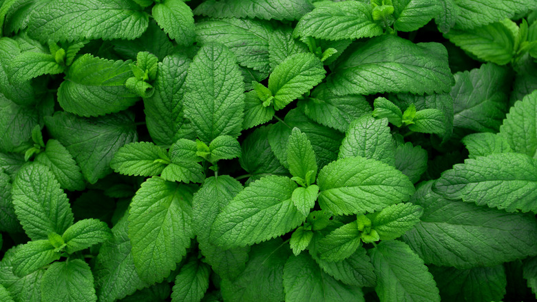 mint plant