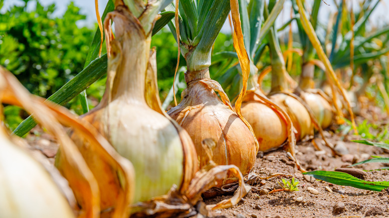 onions plants on dirt