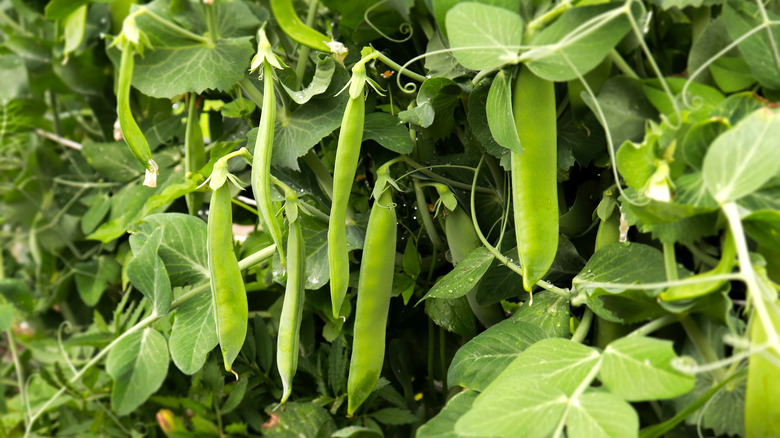 pea plant