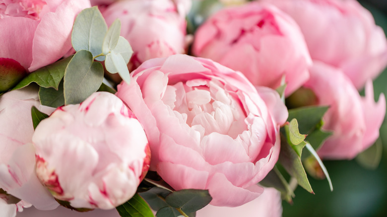 pink peony flowers