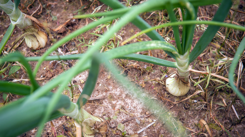 an onion growing