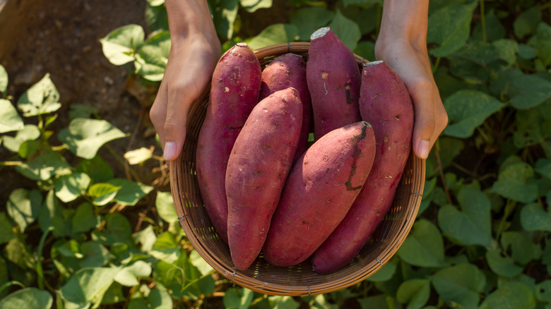 a basket of sweet potatoes