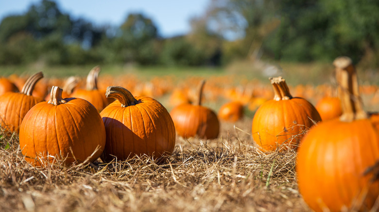 pumpkins in a field