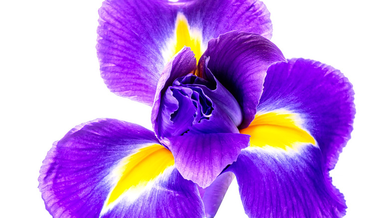 a blue iris flower