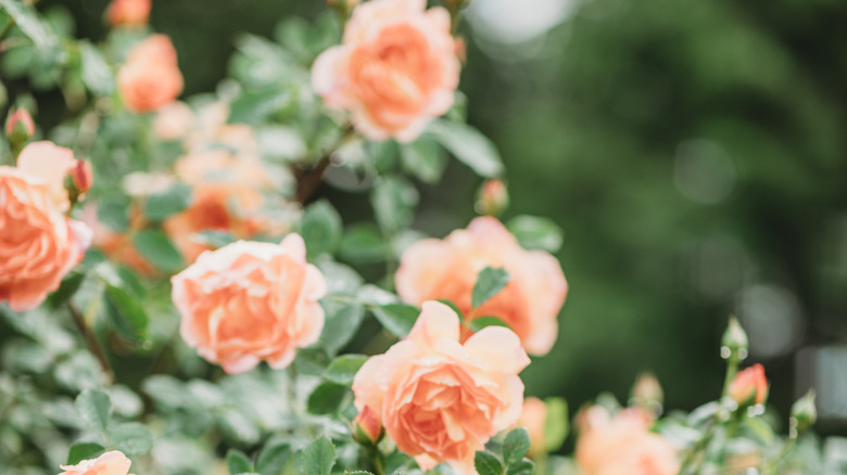 peach colored roses