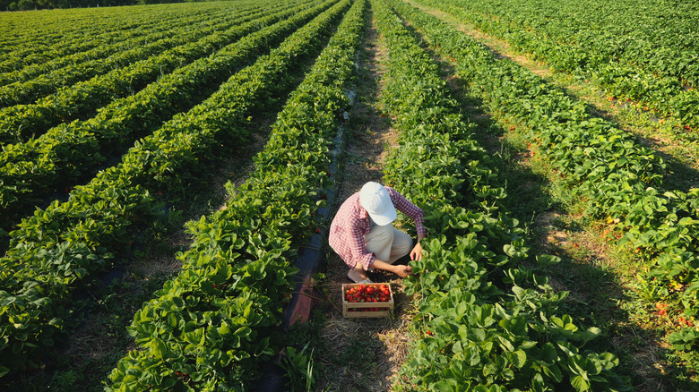 rows of strawberry plants