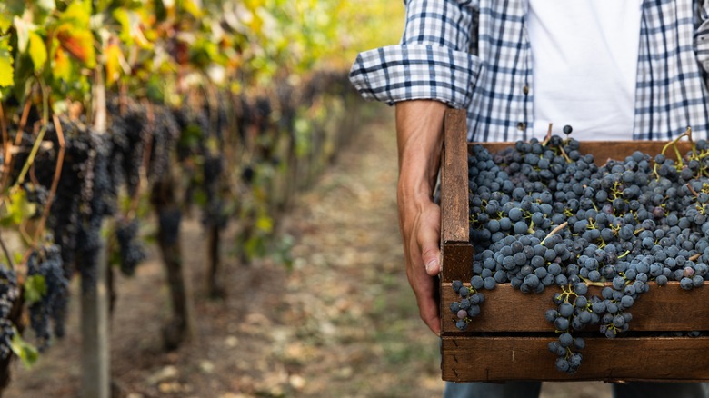 a grape harvest