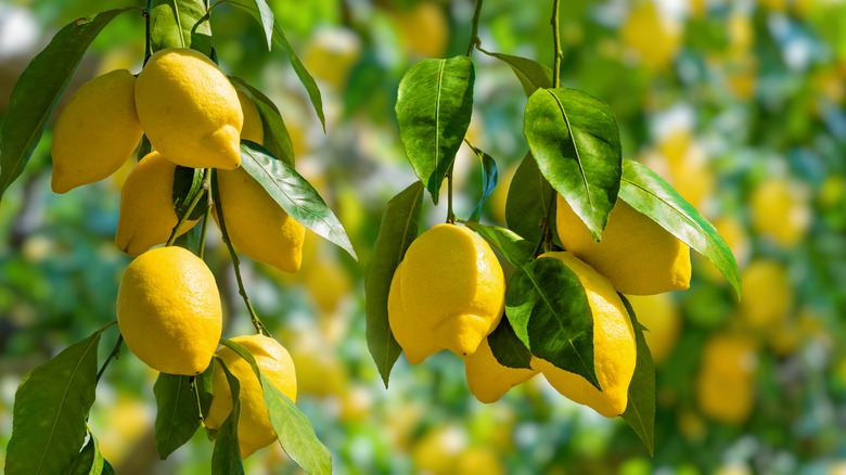 a lemon tree