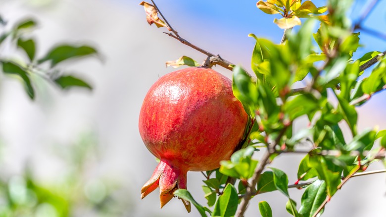 pomegranate fruit