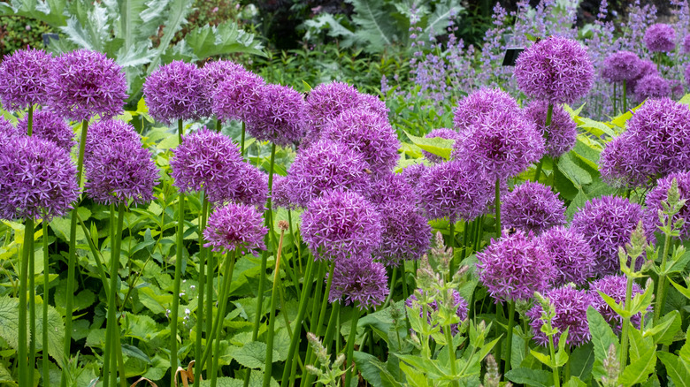 purple allium in a garden