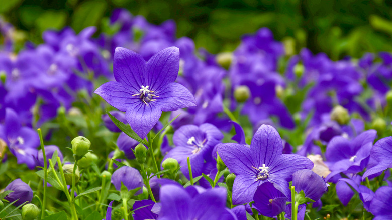 purple balloon flowers growing in a garden