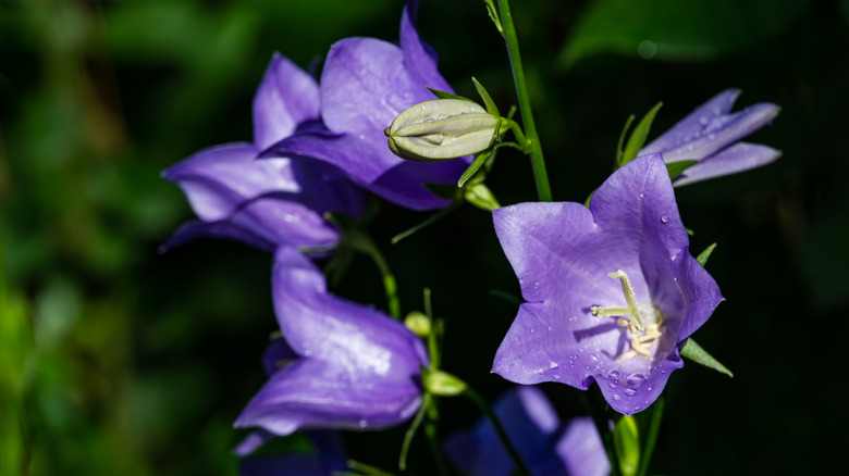 purple bellflowers blooming