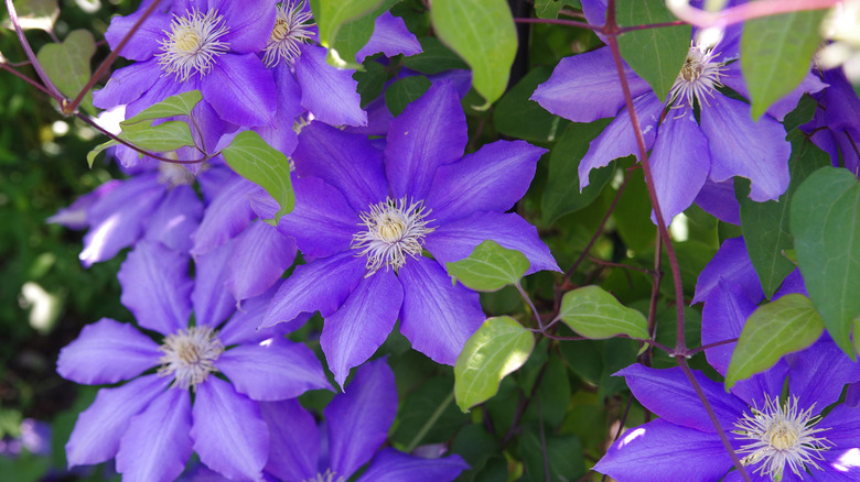 purple clematis growing with green leaves