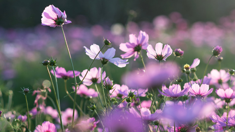 purple cosmos flowers in the sunlight