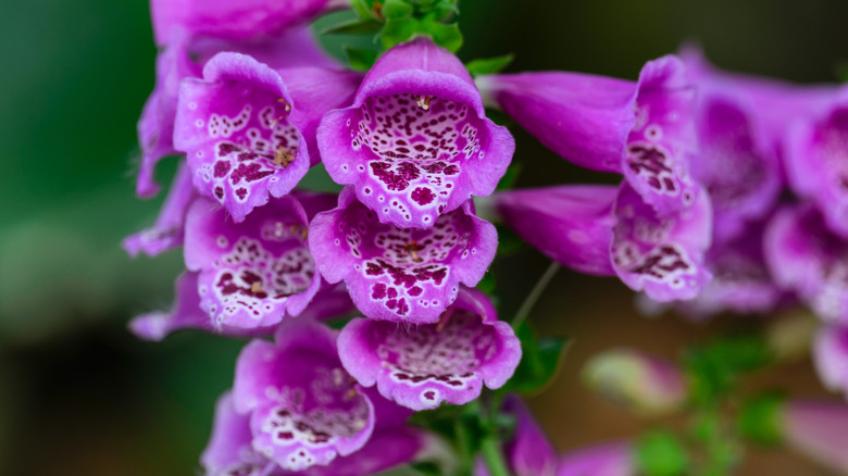 purple foxglove growing together