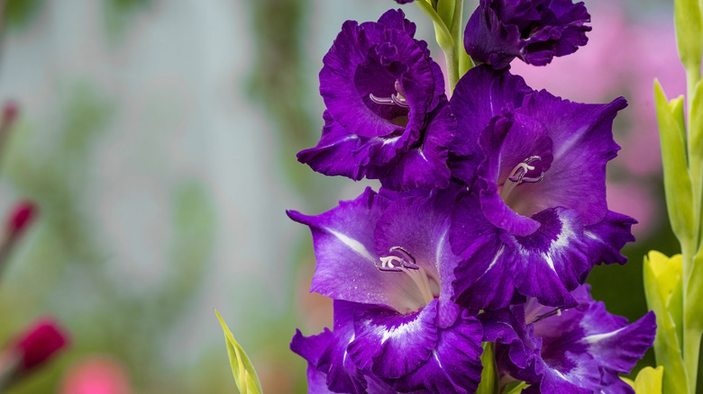 purple gladiolus opening off a stalk