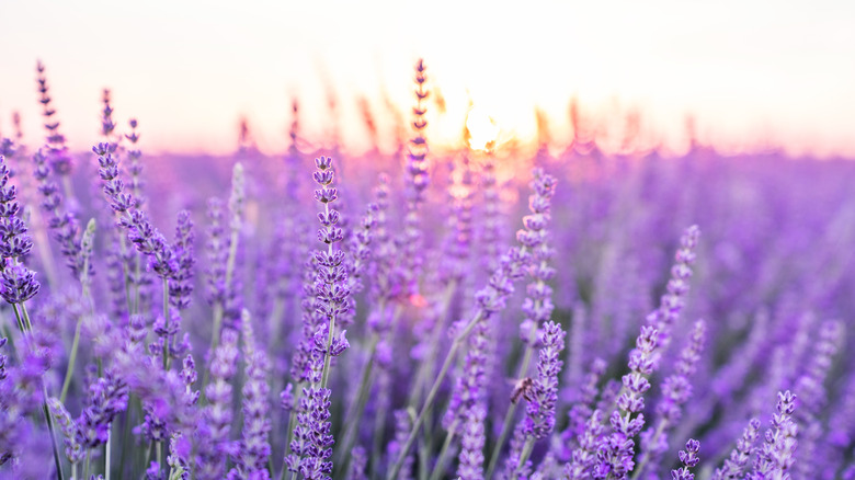 purple lavender field during sunset