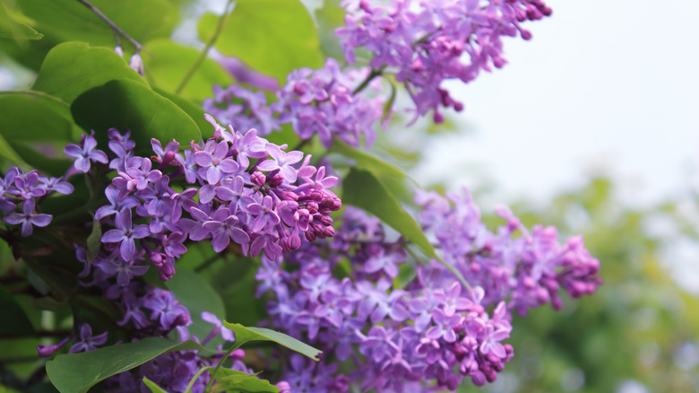 purple lilac against a white sky