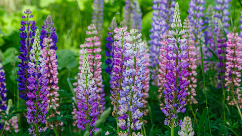 purple lupine growing beside lighter shades of lupine