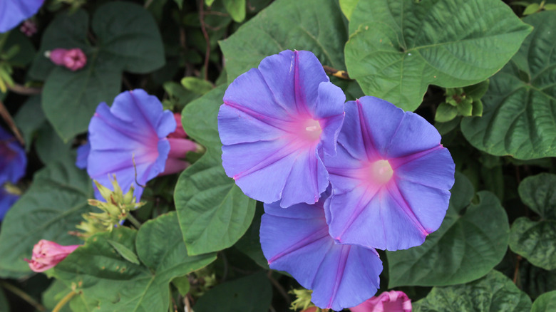 purple Morning Glory flowers surrounded by leaves