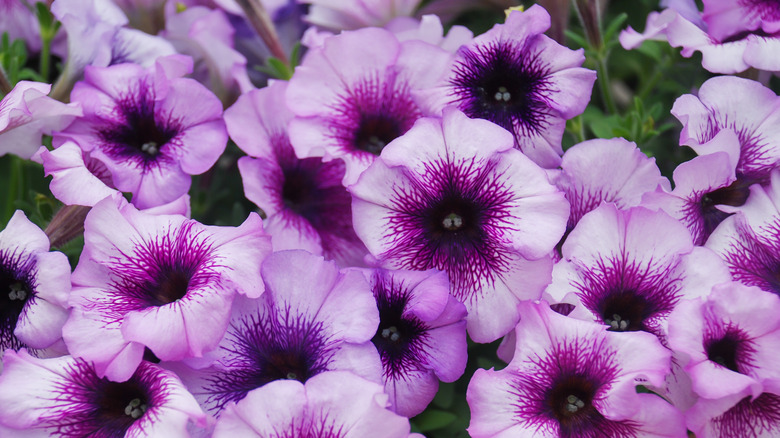 purple petunias blooming in a group