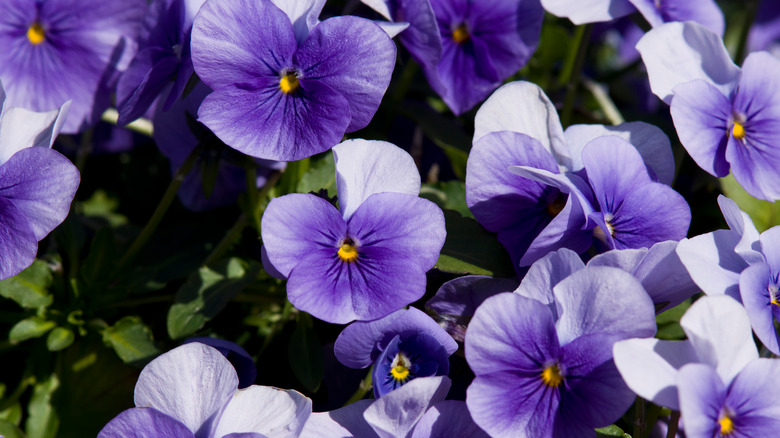 a group of purple pansies growing together