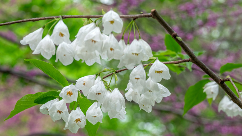 Carolina silverbell flowers