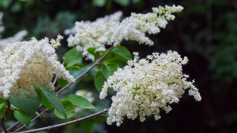 Japanese lilac flowers