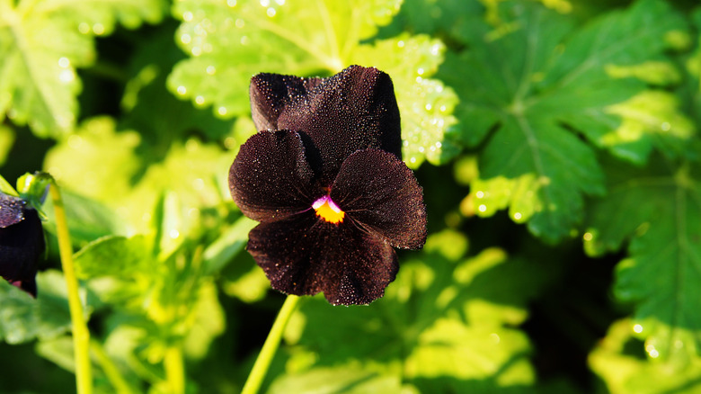 Viola × wittrockiana black pansies