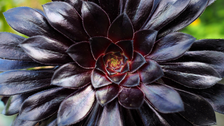 Aeonium arboreum 'Zwartkop' black leaves