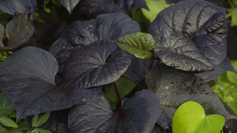 black sweet potato vine foliage