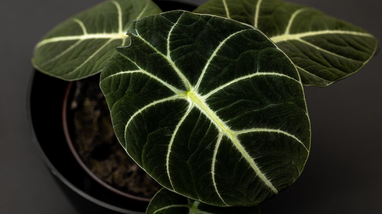 Alocasia reginula black velvet plant