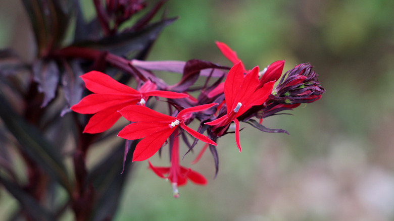 Lobelia cardinalis 'Black Truffle' flower