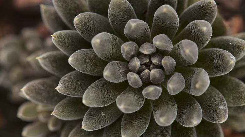 Sinocrassula yunnanensis succulent