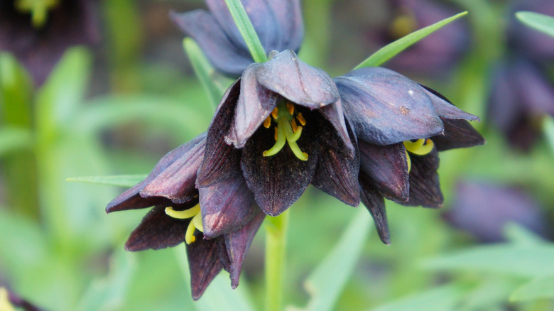 Fritillaria persica black blooms