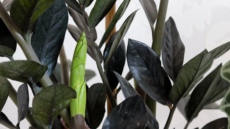 Zamioculcas zamiifolia black leaves