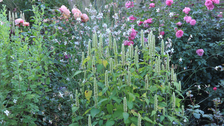 Blooms of agastache rose mint