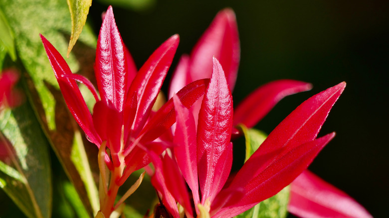 Close-up andromeda blooms