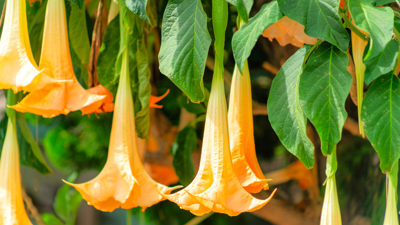 Orange angel's trumpet blooms