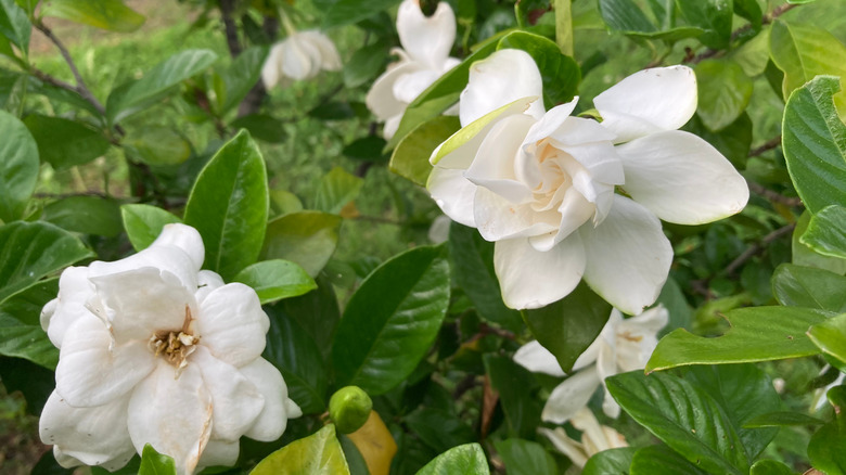 Cape jasmine bush with flowers