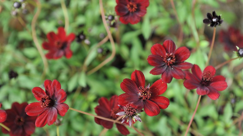 A blooming chocolate cosmos plant