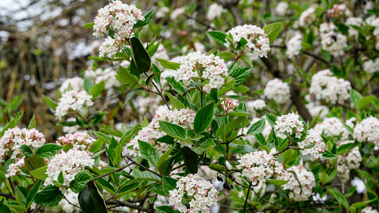 A Korean Spice Viburnum shrub