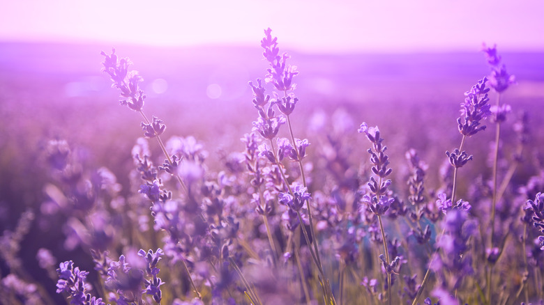 Lavender at sunset