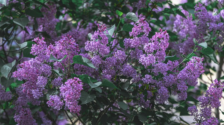 A blooming lilac bush