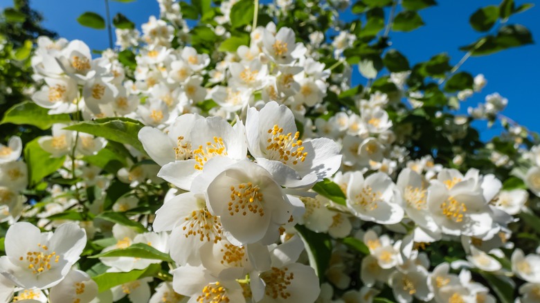 blooming Mock Orange shrub