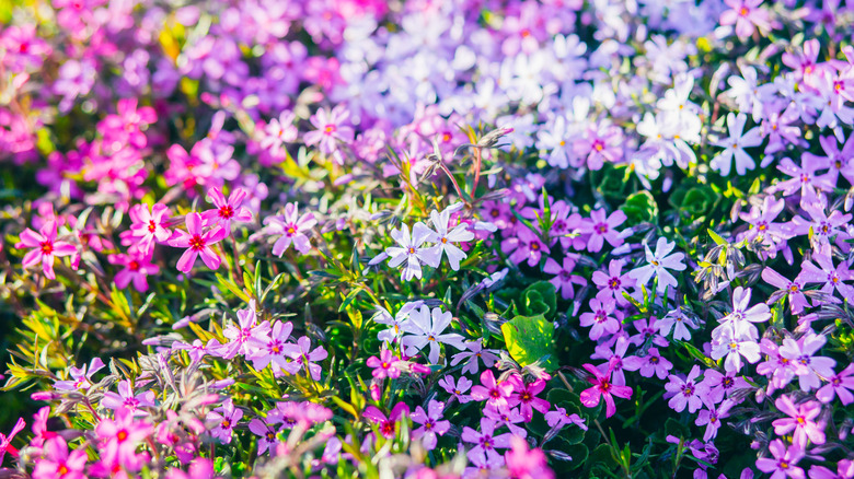 Phlox flowers in bloom