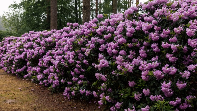 A Rhododendron hedgerow