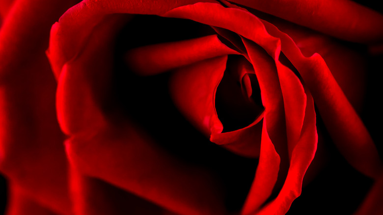 Rose bloom close up