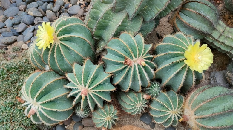 Parodia magnifica