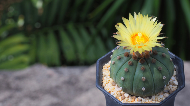 Astrophytum myriostigma in bloom